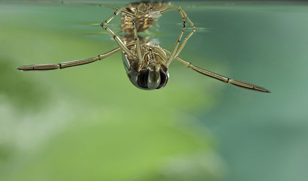 Detail of Notonecta glauca (water boatman, backswimmer) by Anonymous