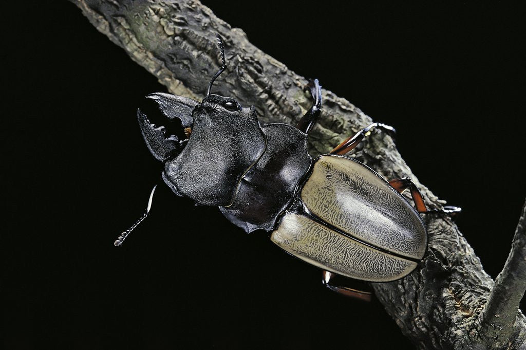 Detail of Odontolabis femoralis (stag beetle) by Corbis