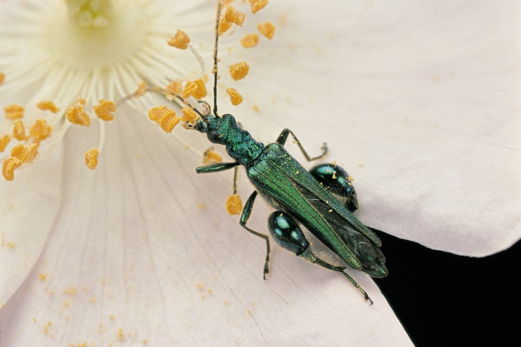 Detail of Oedemera nobilis (false oil beetle, thick-legged flower beetle) - male by Corbis
