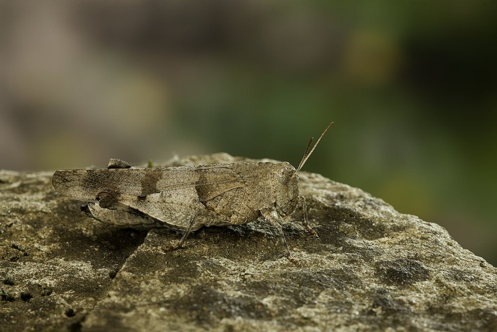 Detail of Oedipoda caerulescens (blue-winged grasshopper) by Anonymous