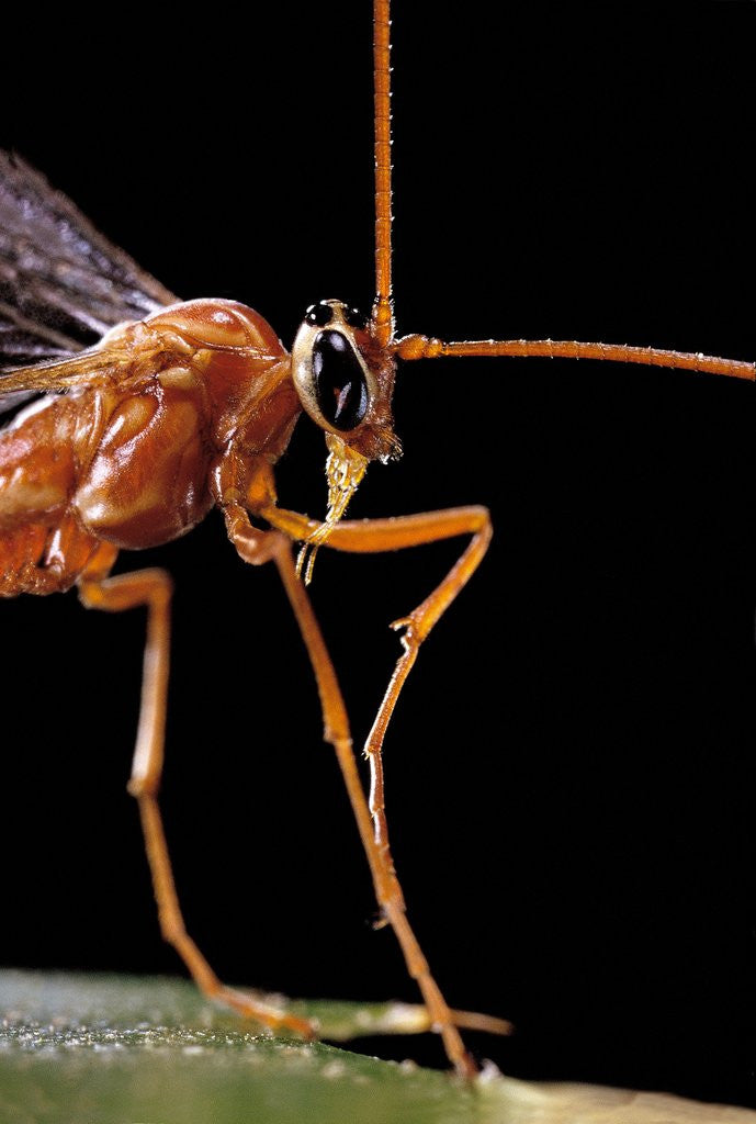 Detail of Ophion luteus (ichneumon wasp, yellow ophion) - portrait by Anonymous