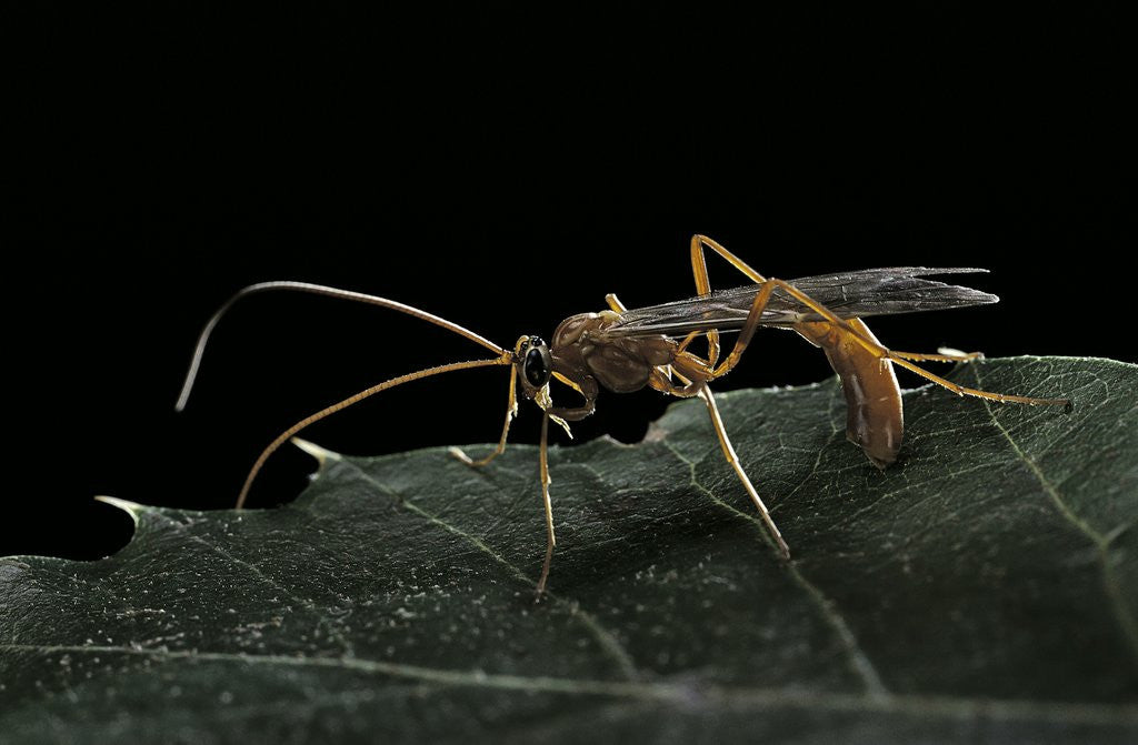 Detail of Ophion luteus (ichneumon wasp, yellow ophion) by Anonymous
