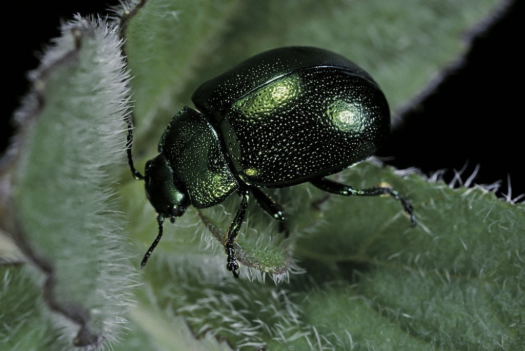 Detail of Chrysolina herbacea (mint beetle) by Anonymous