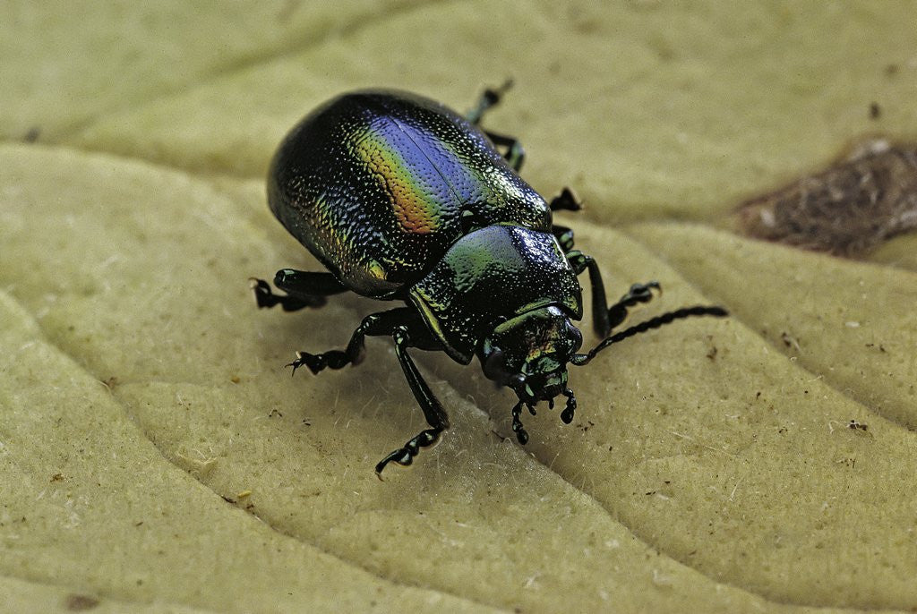 Detail of Oreina sp. (leaf beetle) by Anonymous
