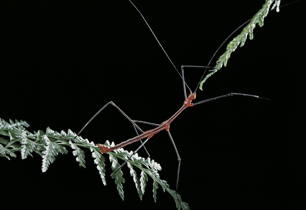 Detail of Oreophoetes peruana (peruvian fire stick) by Anonymous