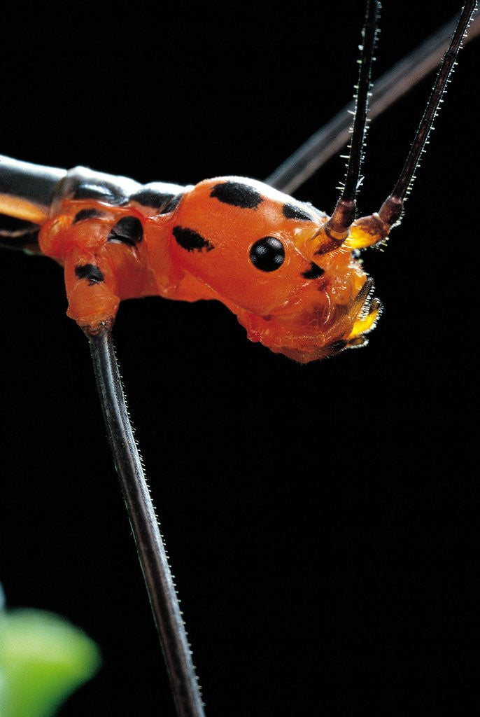 Detail of Oreophoetes peruana (peruvian fire stick) - portrait by Anonymous
