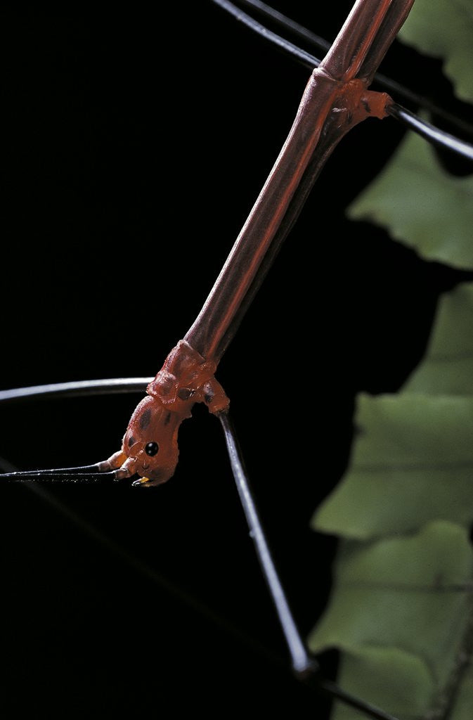 Detail of Oreophoetes peruana (peruvian fire stick) - portrait by Anonymous