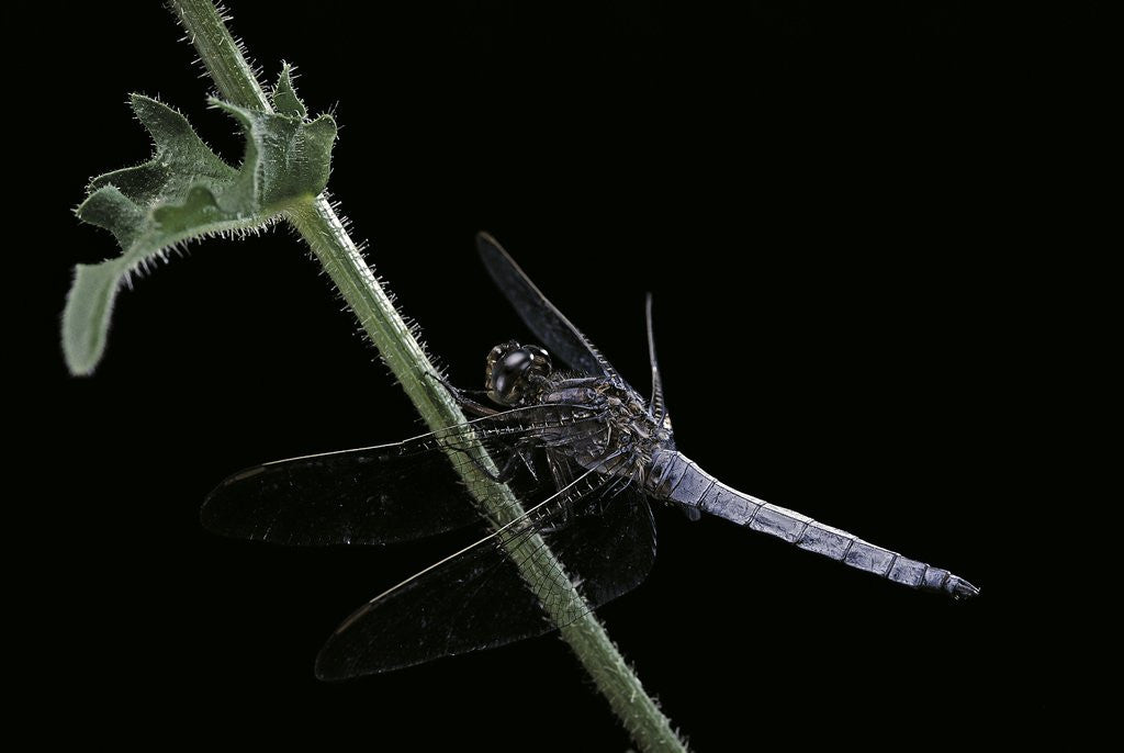Detail of Orthetrum coerulescens (keeled skimmer) - male by Anonymous