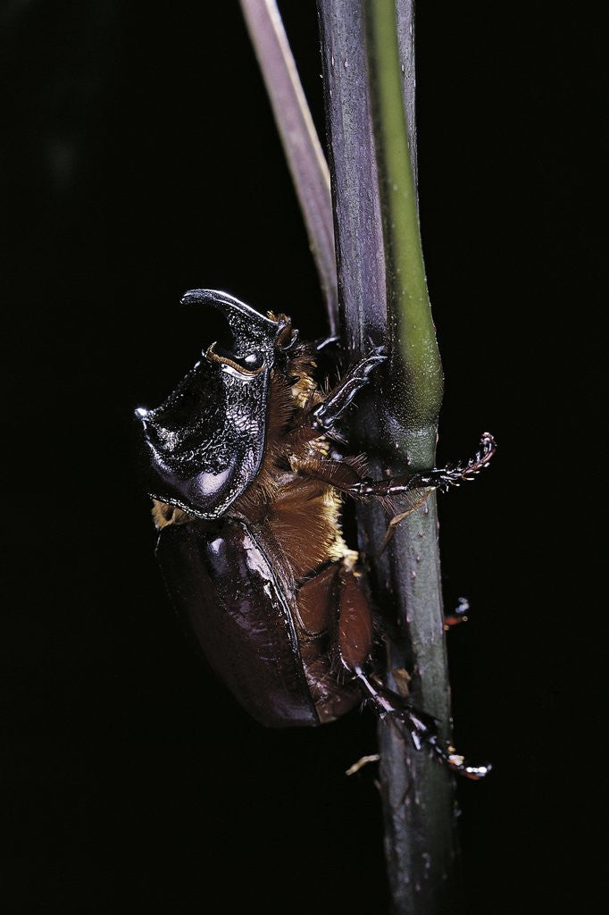 Detail of Oryctes nasicornis (rhinoceros beetle) - male by Anonymous