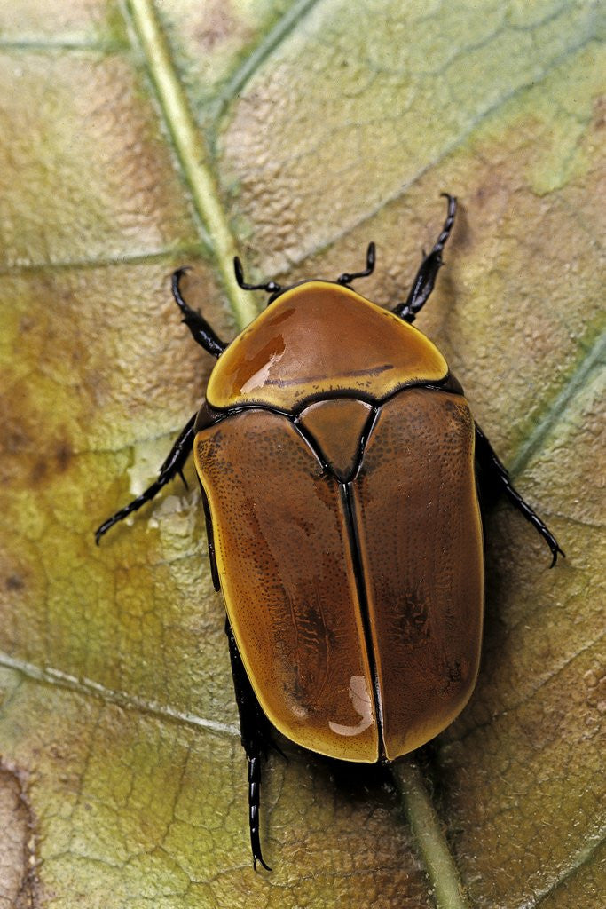 Detail of Pachnoda sinuata (garden fruit chafer) by Anonymous