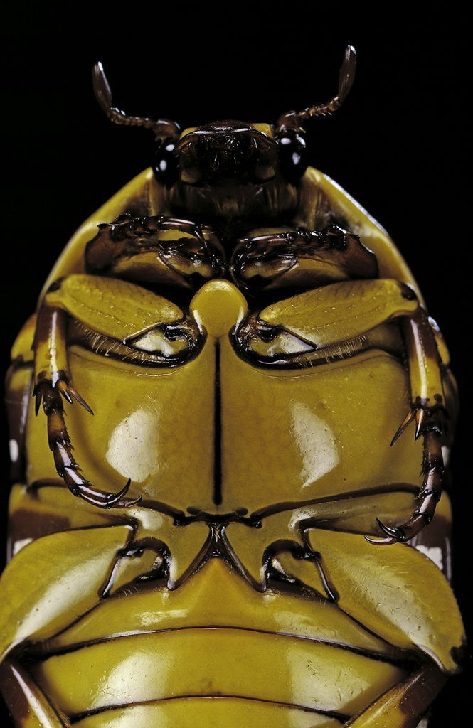 Detail of Pachnoda sinuata (garden fruit chafer) by Anonymous