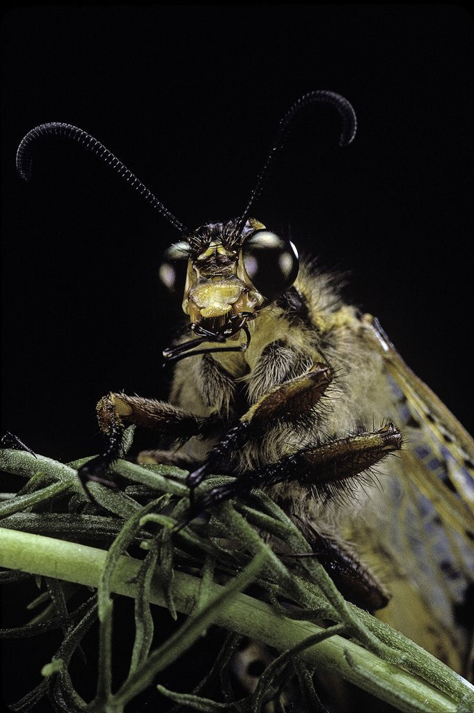 Detail of Palpares libelluloides (antlion) by Anonymous
