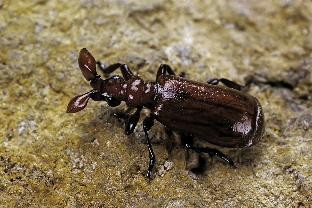 Detail of Paussus sp. (myrmecophilous beetle, ground beetle) by Anonymous