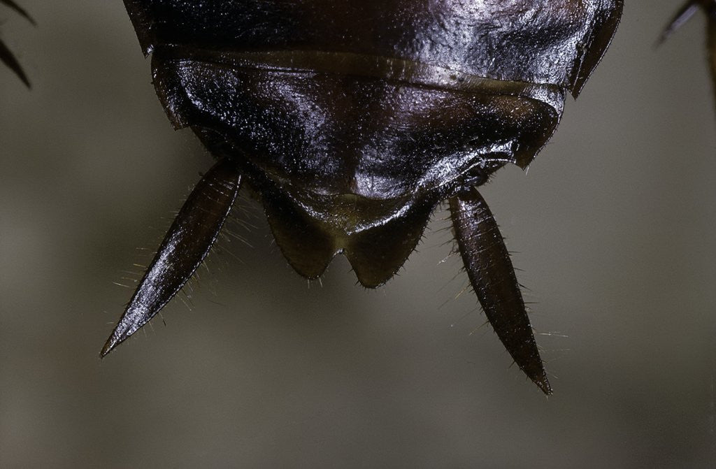 Detail of Periplaneta americana (american cockroach, waterbug, palmetto bug) - cerci by Anonymous