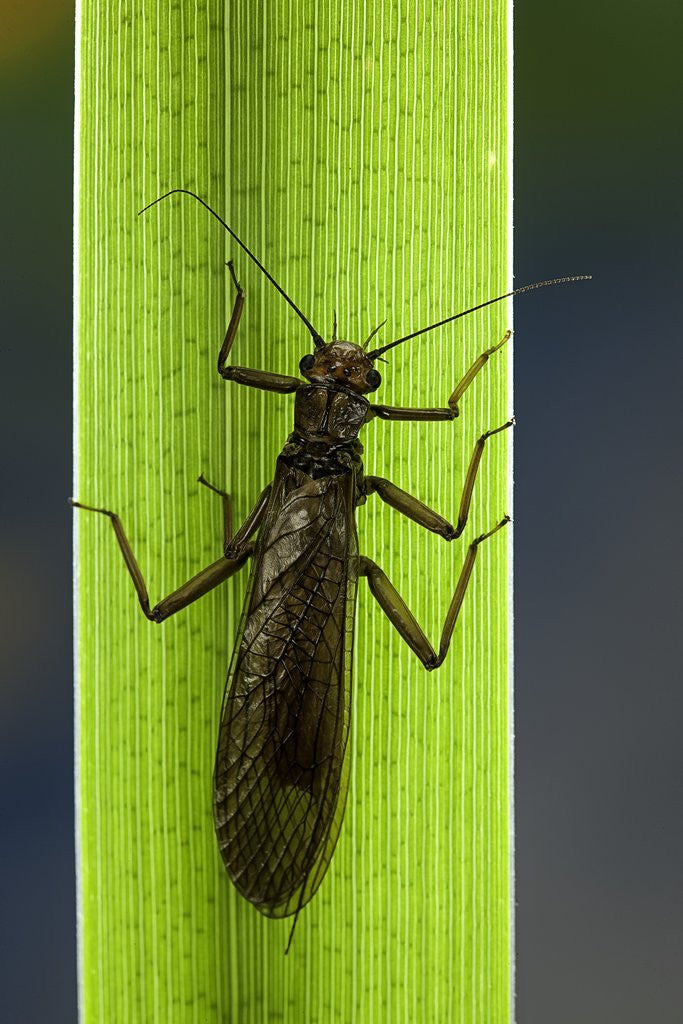 Detail of Perla maxima (stonefly) by Anonymous