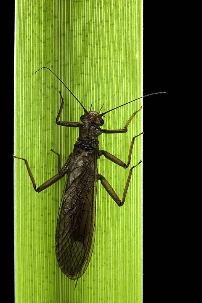 Detail of Perla maxima (stonefly) by Anonymous