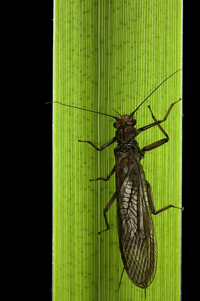 Detail of Perla maxima (stonefly) by Anonymous