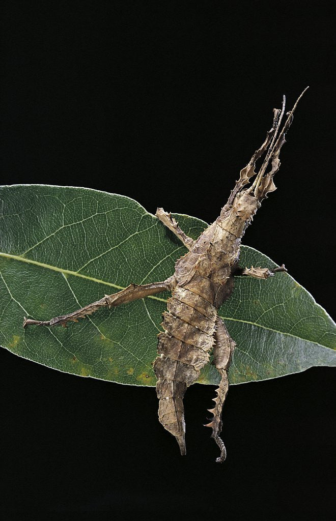 Detail of Stick insect by Anonymous