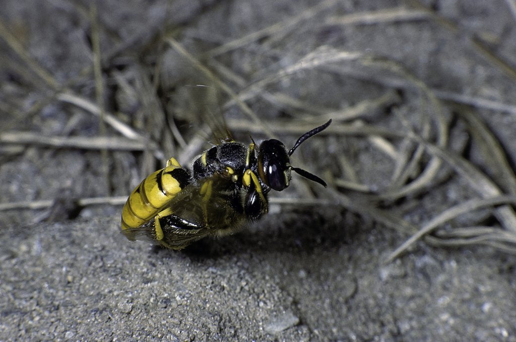 Detail of Philanthus triangulum (European beewolf, bee killer) - flying with its prey by Anonymous