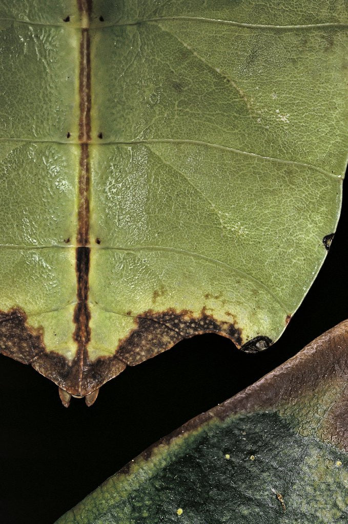 Detail of Phyllium giganteum (giant malaysian leaf insect, walking leaf) - detail by Corbis