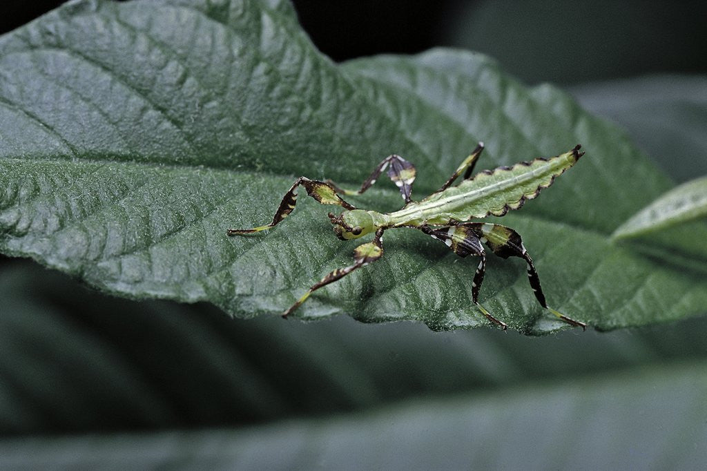 Detail of Phyllium giganteum (giant malaysian leaf insect, walking leaf) - larva by Anonymous
