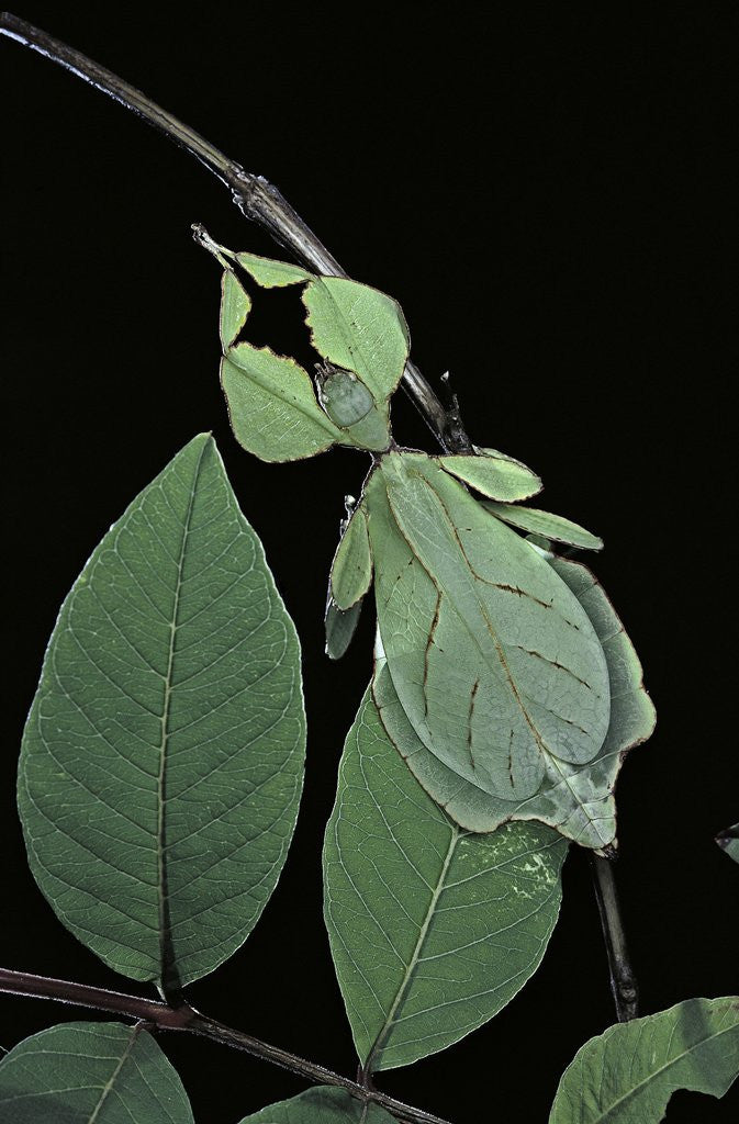 Detail of Phyllium giganteum (giant malaysian leaf insect, walking leaf) by Anonymous