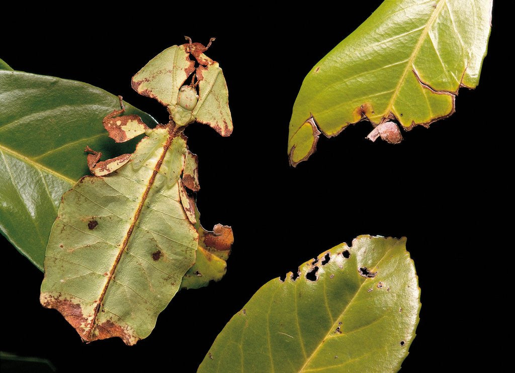 Detail of Phyllium giganteum (giant malaysian leaf insect, walking leaf) by Anonymous