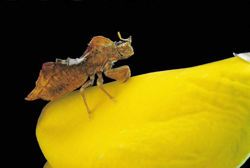 Detail of Phymata crassipes (assassin bug, thread-legged bug) by Anonymous