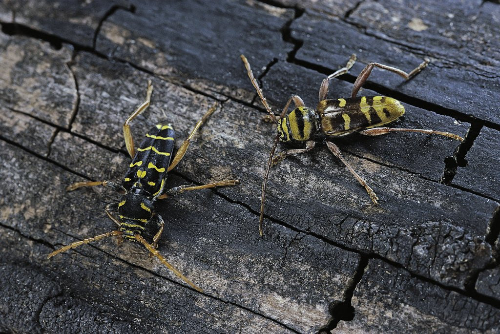 Detail of Plagionotus arcuatus (longhorn beetle) by Anonymous