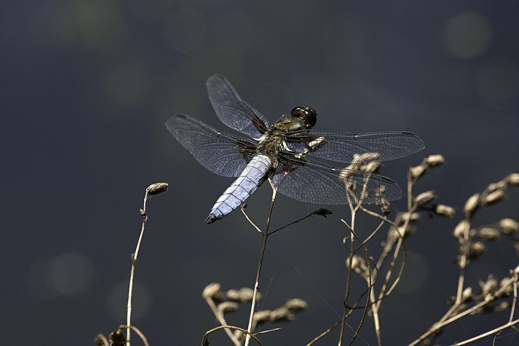 Detail of Libellula depressa (broad-bodied chaser) - male by Anonymous