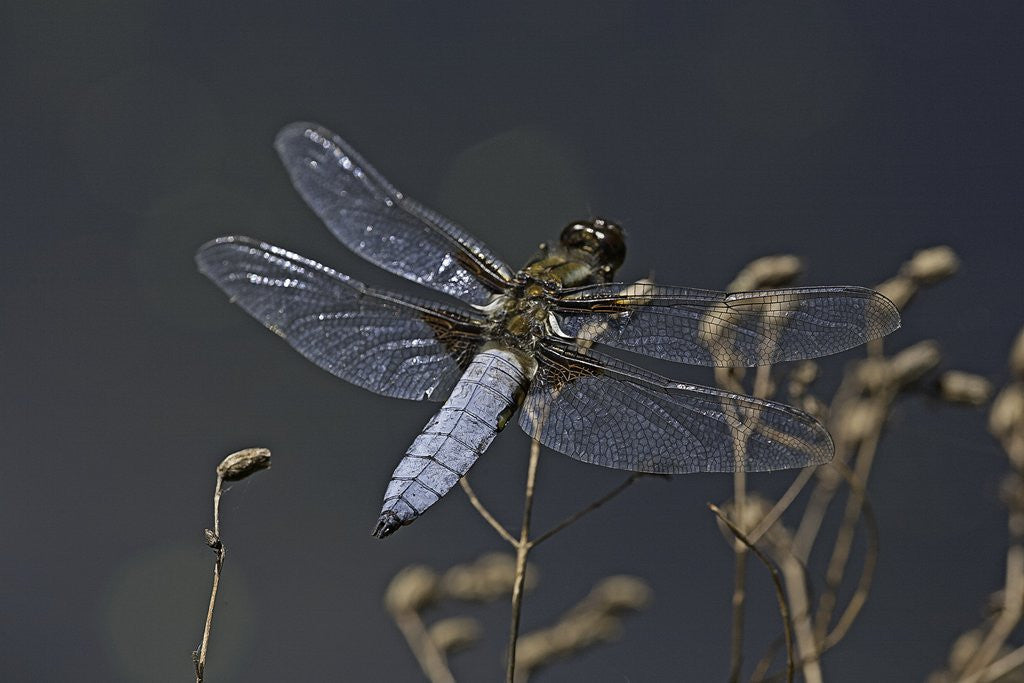Detail of Libellula depressa (broad-bodied chaser) - male by Anonymous