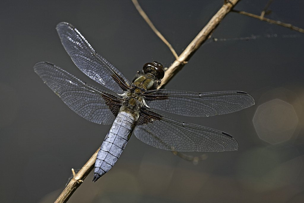 Detail of Libellula depressa (broad-bodied chaser) - male by Anonymous