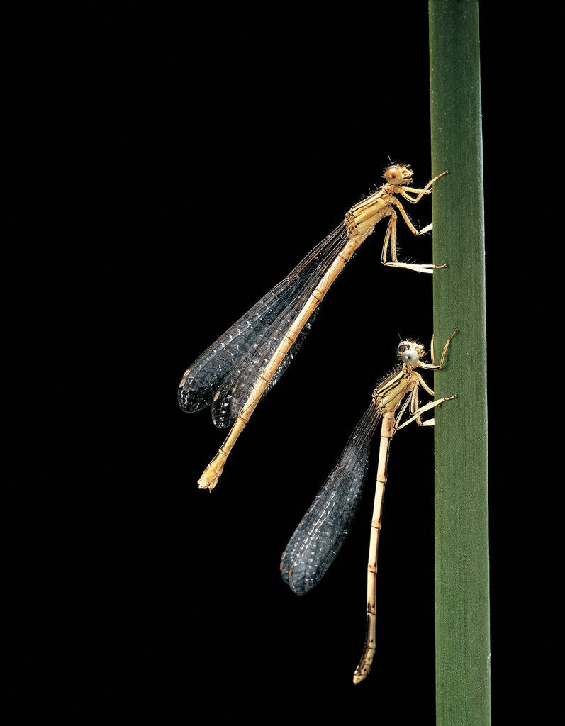 Detail of Platycnemis pennipes (white-legged damselfly) by Anonymous