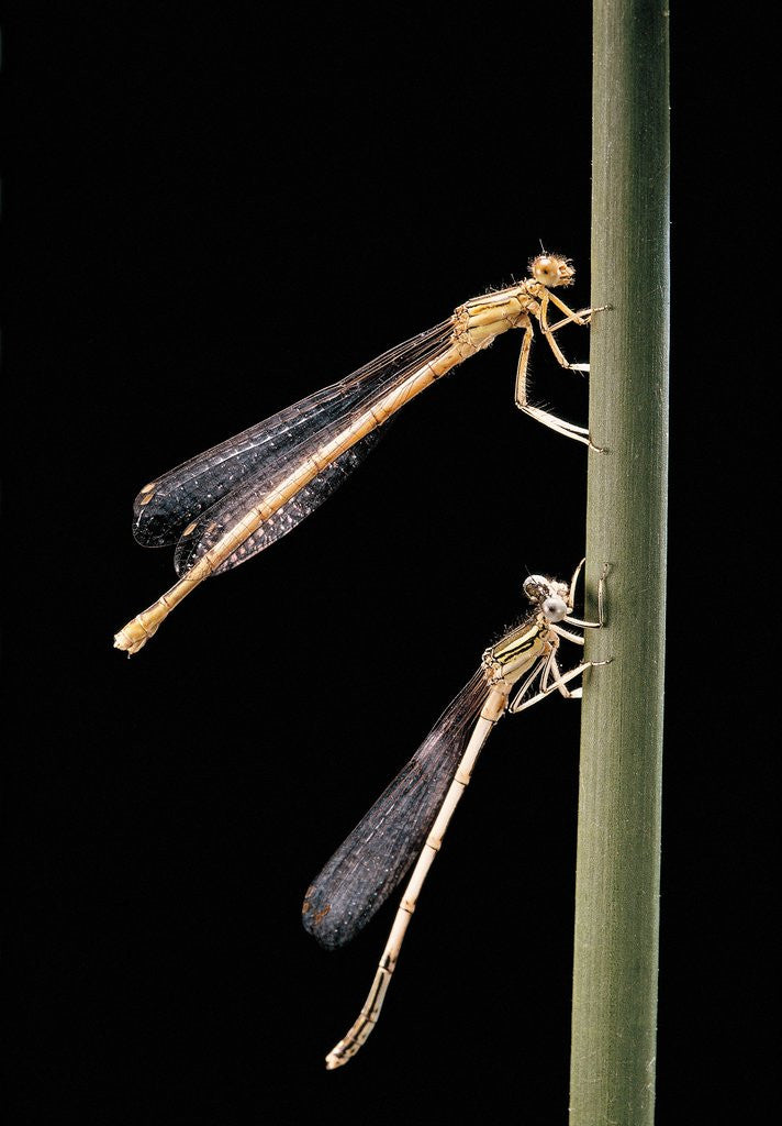 Detail of Platycnemis pennipes (white-legged damselfly) by Anonymous