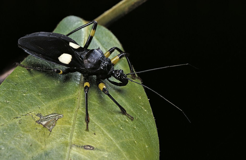 Detail of Platymeris biguttatus (assassin bug) by Anonymous