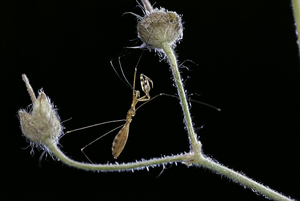 Detail of Ploiaria domestica (thread-legged bug, assassin bug) by Anonymous