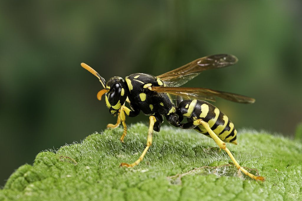 Detail of Polistes dominula (european paper wasp) by Corbis