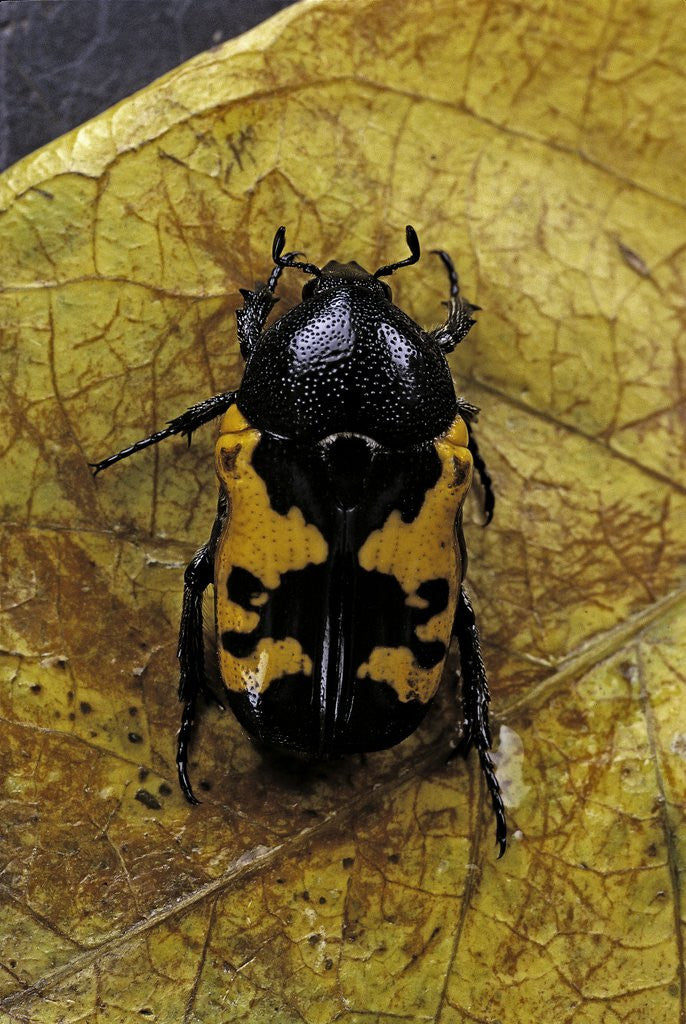 Detail of Polybaphes sanguinolenta (flower chafer) by Anonymous