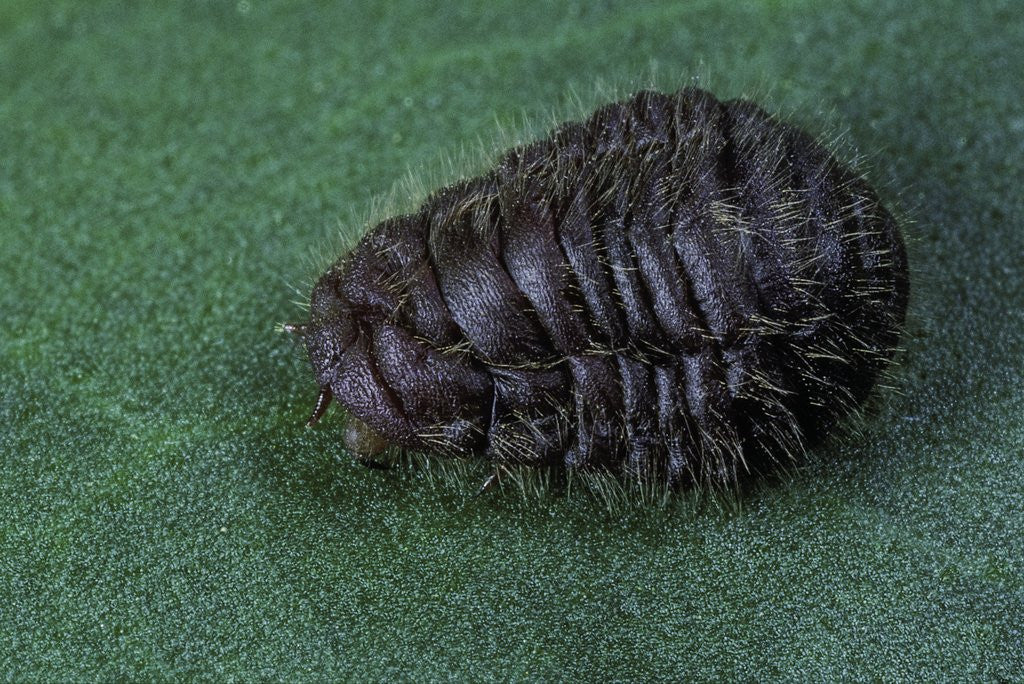 Detail of Porphyrophora crithmi (scale insect) - female by Anonymous