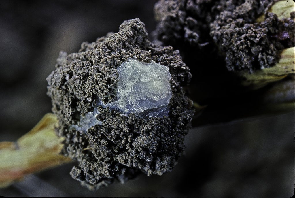 Detail of Porphyrophora hamelii (armenian cochineal, ararat scale) - cocoon by Anonymous