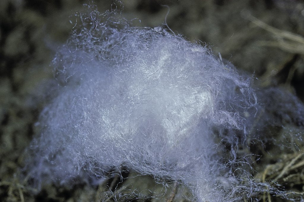Detail of Porphyrophora hamelii (armenian cochineal, ararat scale) - cocoon by Anonymous