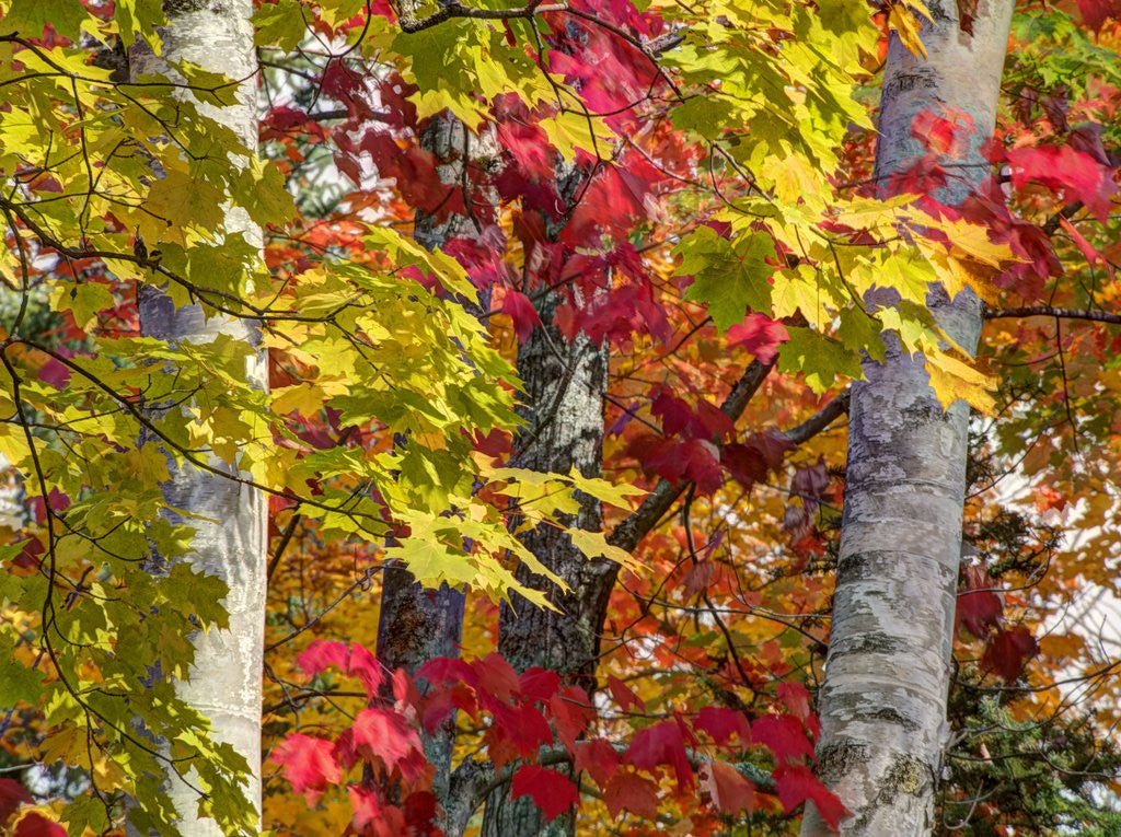 Detail of Autumn colors of maple leaves. by Anonymous