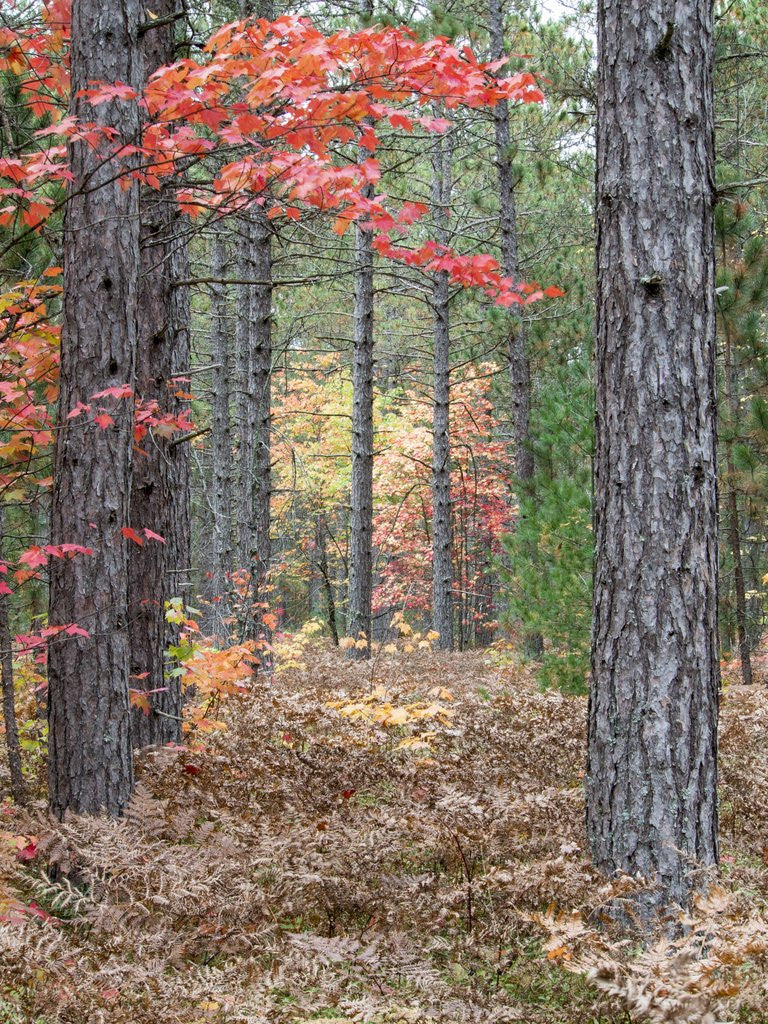 Detail of Fall foliage and pine trees in the forest. by Anonymous