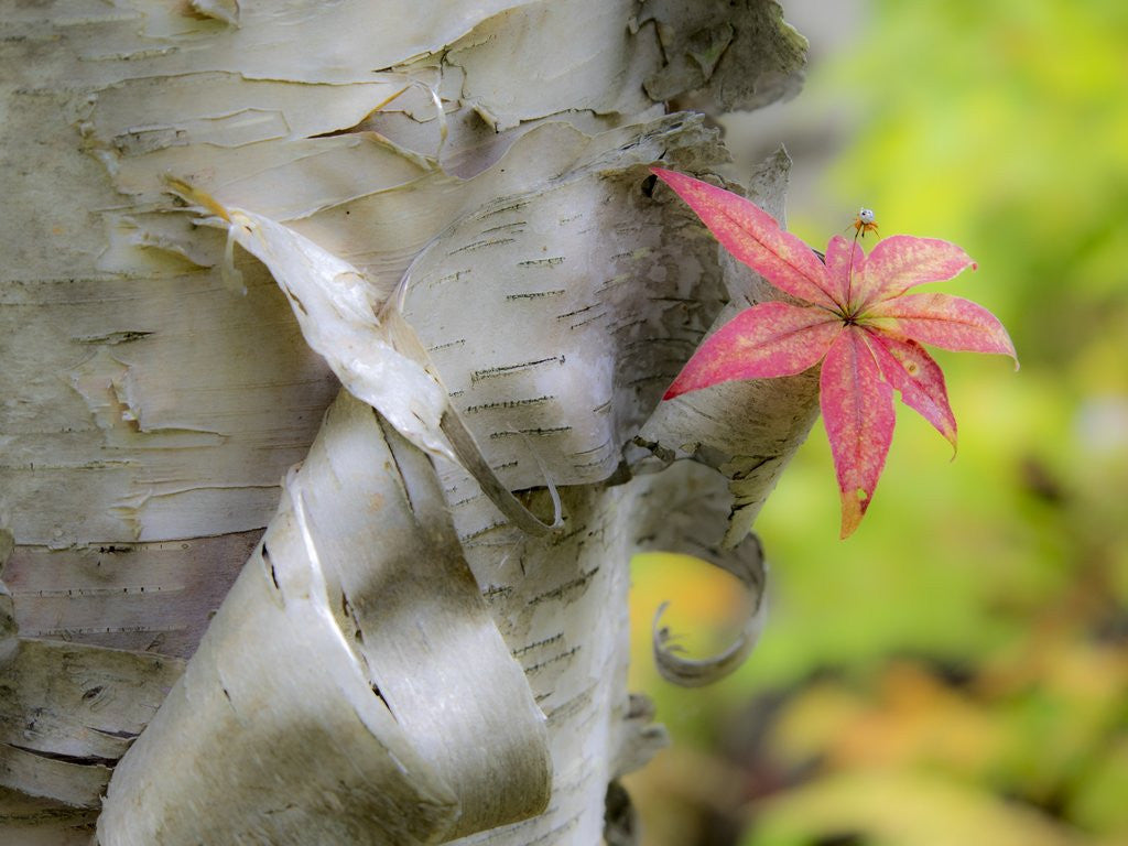 Detail of A close-up of a birch tree in a birch forest. by Anonymous