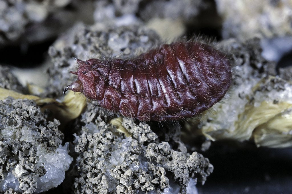 Detail of Porphyrophora hamelii (armenian cochineal, ararat scale) - female by Anonymous