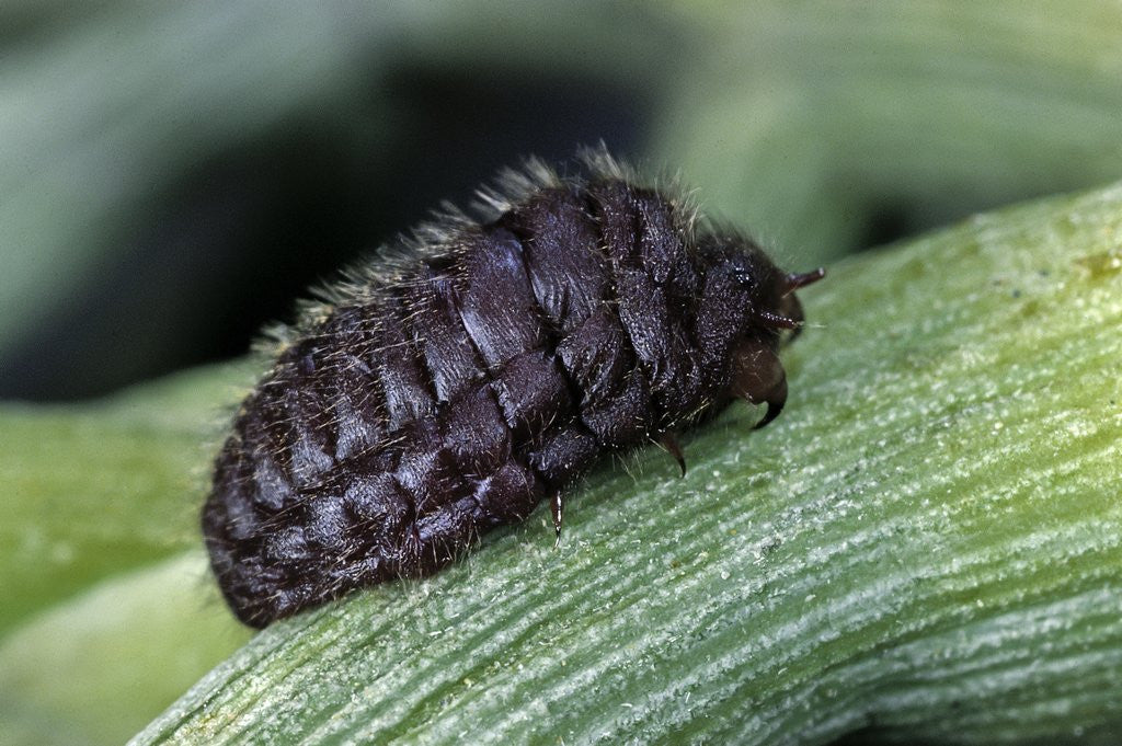 Detail of Porphyrophora polonica (polish cochineal, polish carmine scale) - female by Anonymous