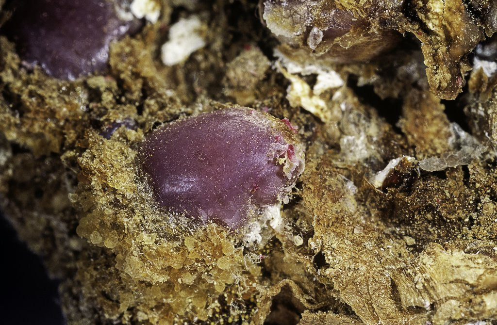 Detail of Porphyrophora sophorae (scale insect) - cyst by Anonymous