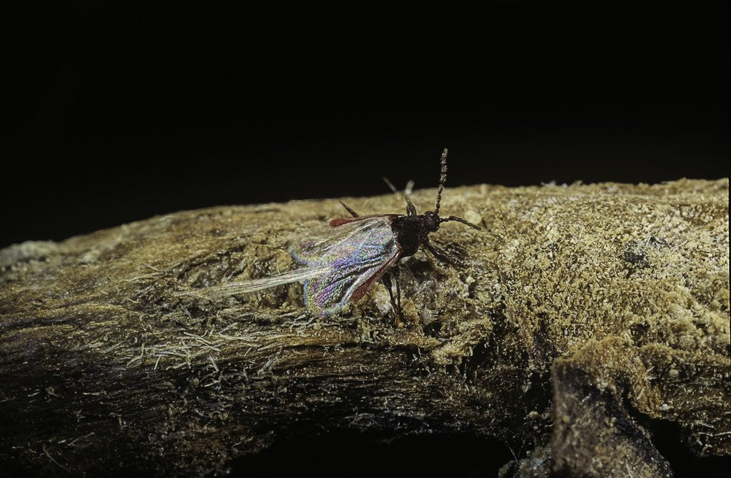 Detail of Porphyrophora polonica (polish cochineal, polish carmine scale) - male by Anonymous