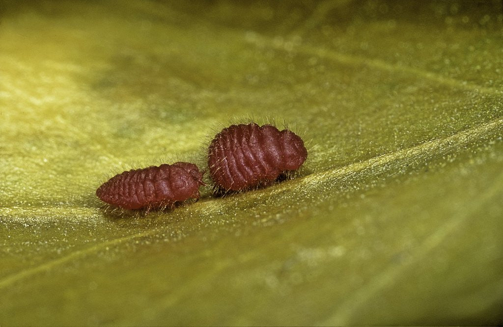 Detail of Porphyrophora sophorae (scale insect) - male larvae by Anonymous