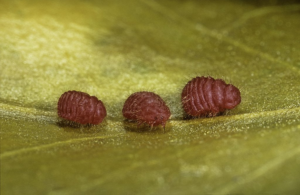Detail of Porphyrophora sophorae (scale insect) - male larvae by Anonymous